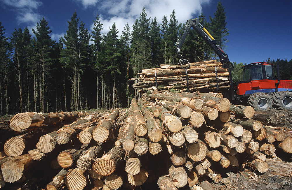 trees being harvested for logs